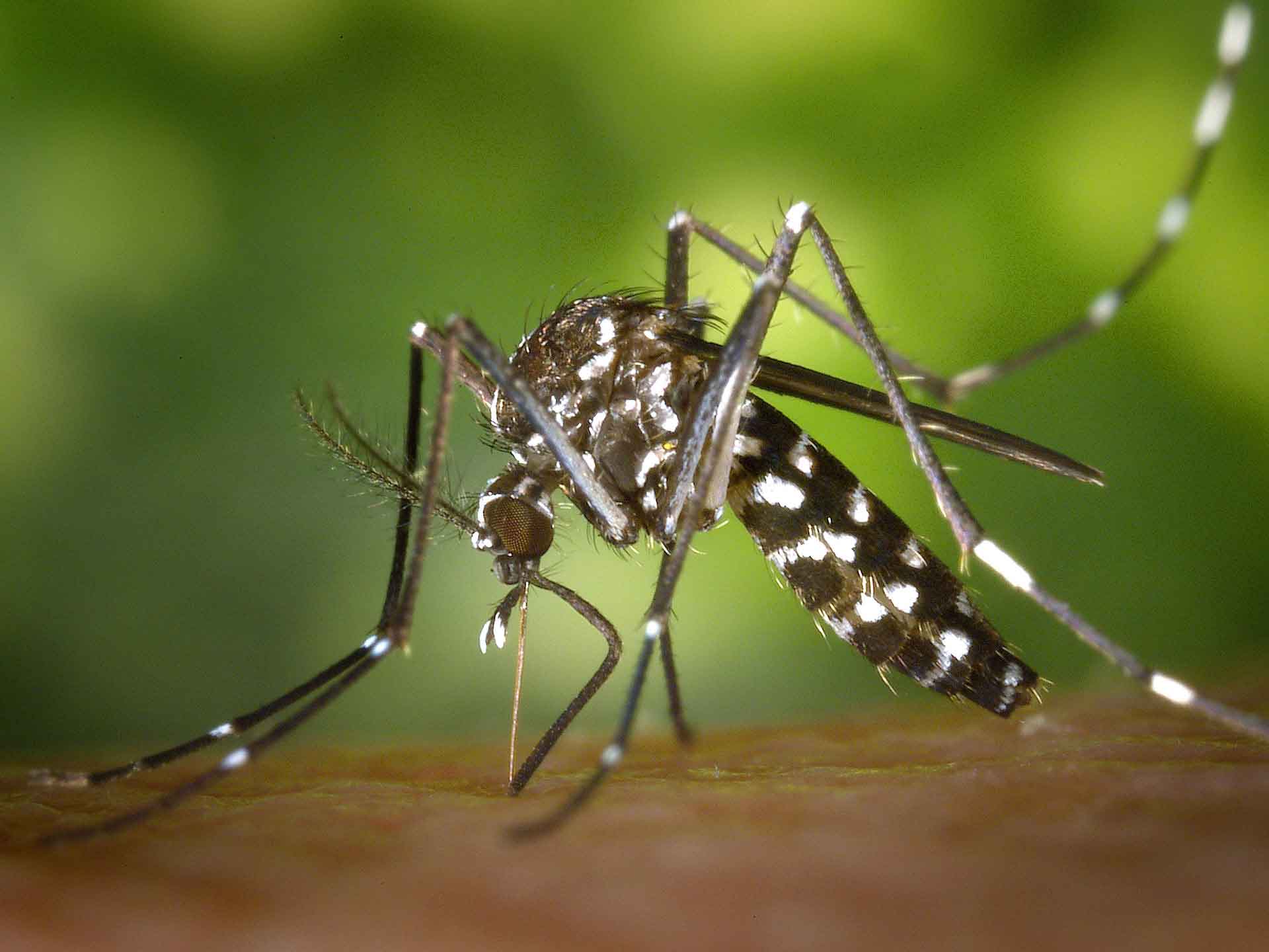Mosquito-Borne Diseases